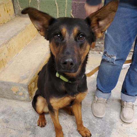 Calypso, an adoptable German Shepherd Dog in Newton, IA, 50208 | Photo Image 2