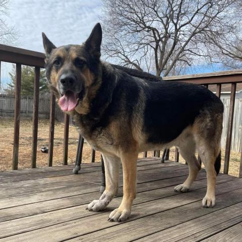 Trooper, an adoptable German Shepherd Dog in Newton, IA, 50208 | Photo Image 1