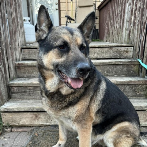 Trooper, an adoptable German Shepherd Dog in Newton, IA, 50208 | Photo Image 2