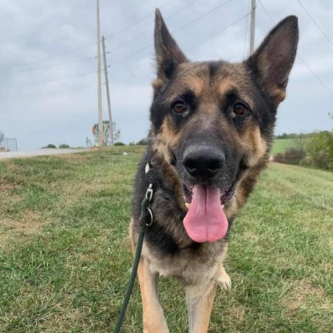 Trooper, an adoptable German Shepherd Dog in Newton, IA, 50208 | Photo Image 3