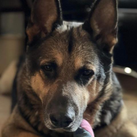 Trooper, an adoptable German Shepherd Dog in Newton, IA, 50208 | Photo Image 4