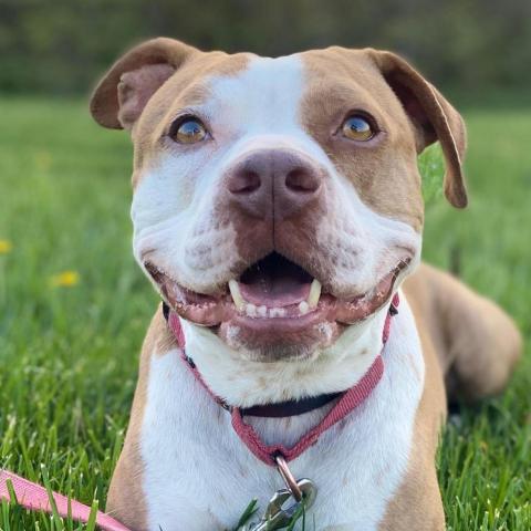 Raymond, an adoptable Pit Bull Terrier in Newton, IA, 50208 | Photo Image 1