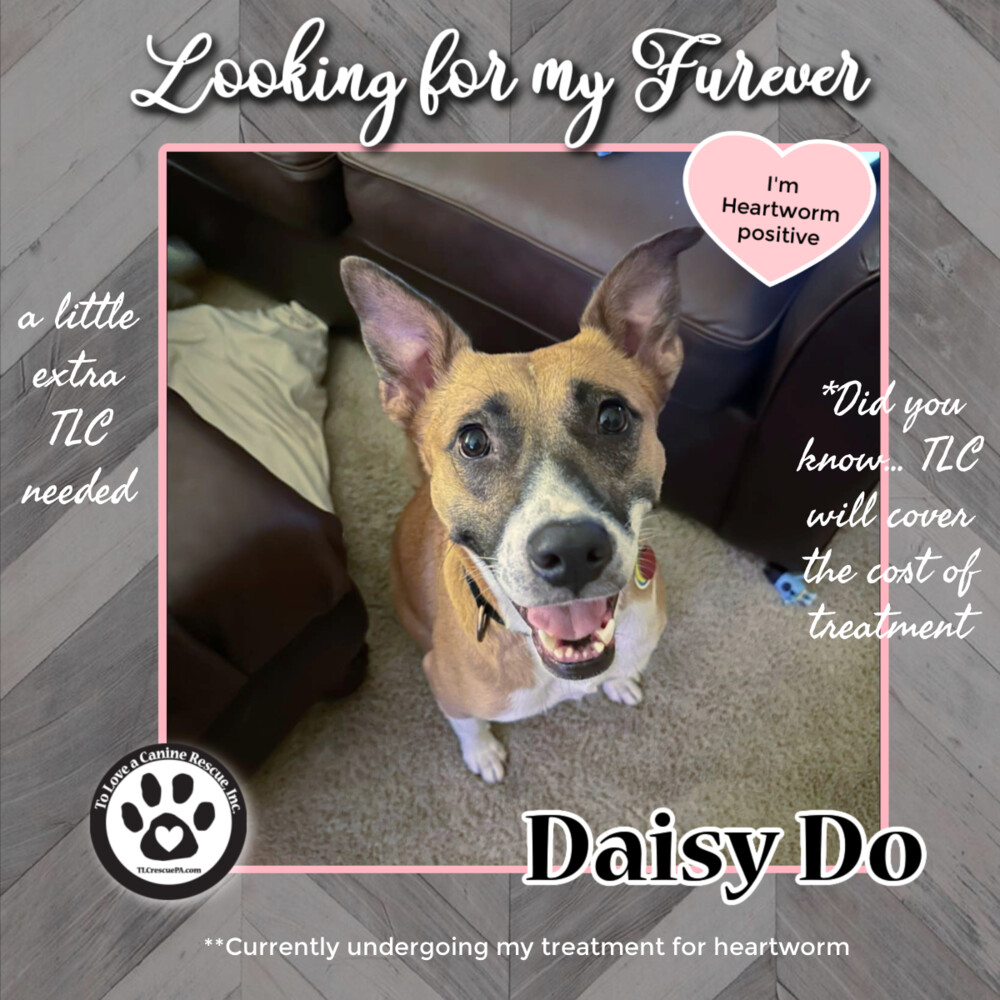 Daisy Do (Mom to Daisy Do Pups) 082022