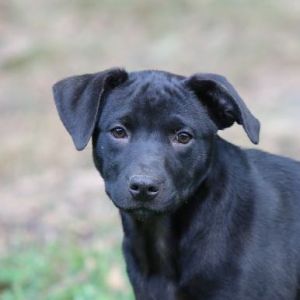 puppies and more rescue petfinder