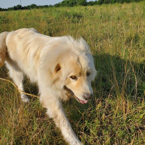 Leo, an adoptable Great Pyrenees in Oak Grove, MO, 64075 | Photo Image 1