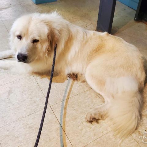 Leo, an adoptable Great Pyrenees in Oak Grove, MO, 64075 | Photo Image 2