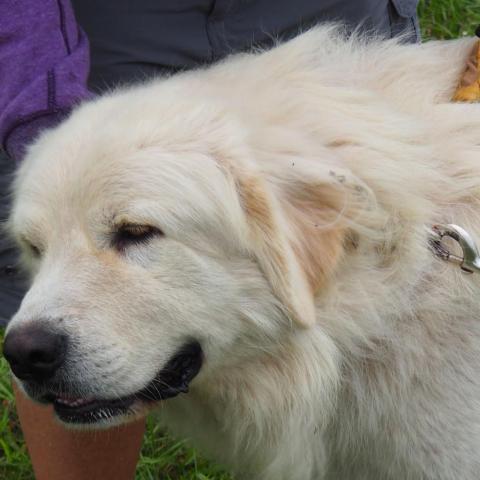 Leo, an adoptable Great Pyrenees in Oak Grove, MO, 64075 | Photo Image 3