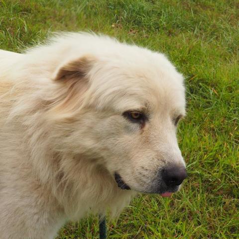 Leo, an adoptable Great Pyrenees in Oak Grove, MO, 64075 | Photo Image 3