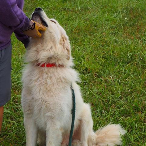 Leo, an adoptable Great Pyrenees in Oak Grove, MO, 64075 | Photo Image 3