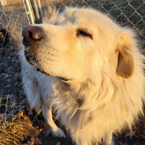 Leo, an adoptable Great Pyrenees in Oak Grove, MO, 64075 | Photo Image 4
