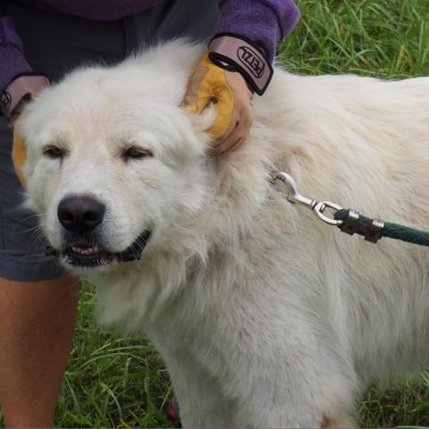 Leo, an adoptable Great Pyrenees in Oak Grove, MO, 64075 | Photo Image 4