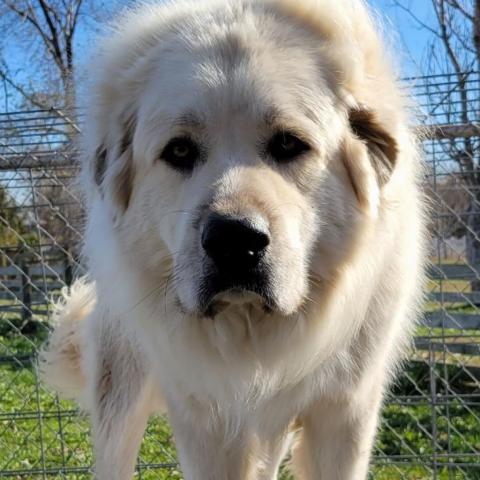 Great pyrenees and anatolian sale shepherd mix puppies for sale