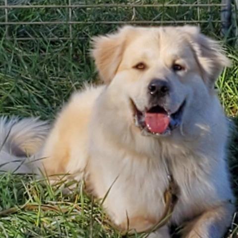 Kody, an adoptable Great Pyrenees, Anatolian Shepherd in Oak Grove, MO, 64075 | Photo Image 2