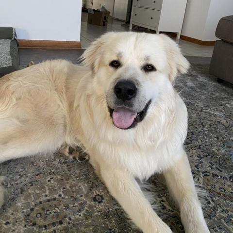 Kody, an adoptable Great Pyrenees, Anatolian Shepherd in Oak Grove, MO, 64075 | Photo Image 3