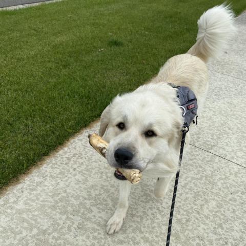 Kody, an adoptable Great Pyrenees, Anatolian Shepherd in Oak Grove, MO, 64075 | Photo Image 4