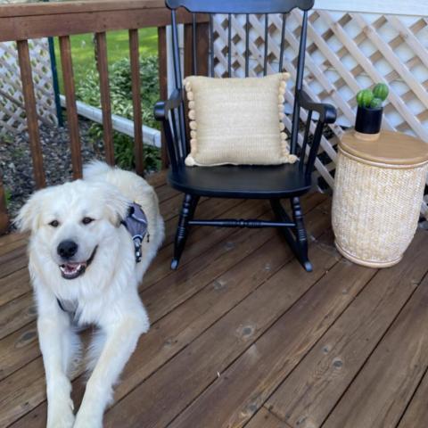 Kody, an adoptable Great Pyrenees, Anatolian Shepherd in Oak Grove, MO, 64075 | Photo Image 6