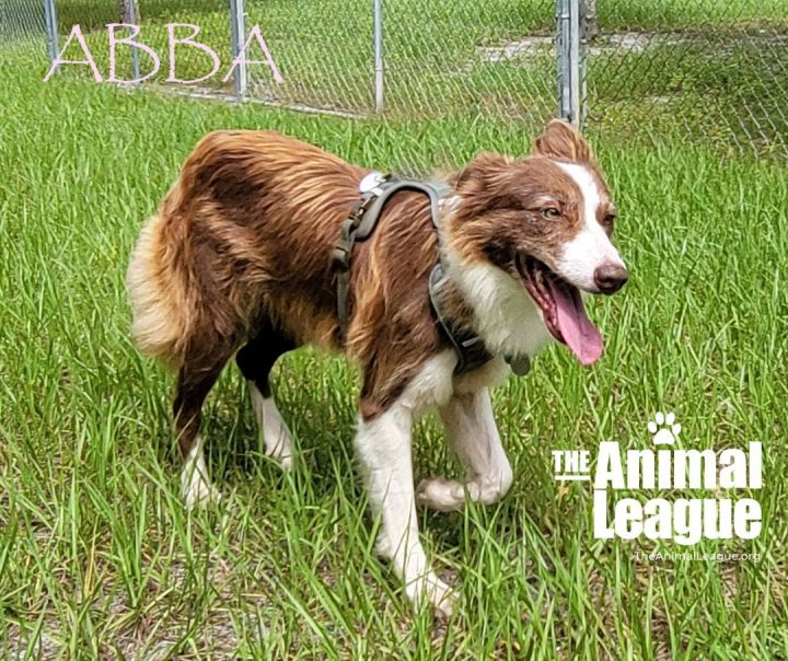 Abba, an adoptable Border Collie in Clermont, FL_image-1