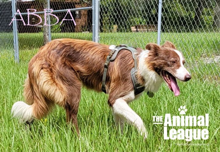 Abba, an adoptable Border Collie in Clermont, FL_image-2