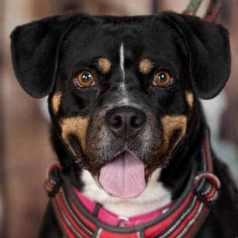 Dog for adoption - Mason, a Rottweiler Mix in Aldie, VA | Petfinder