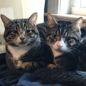 Alex & Ani (bonded pair)