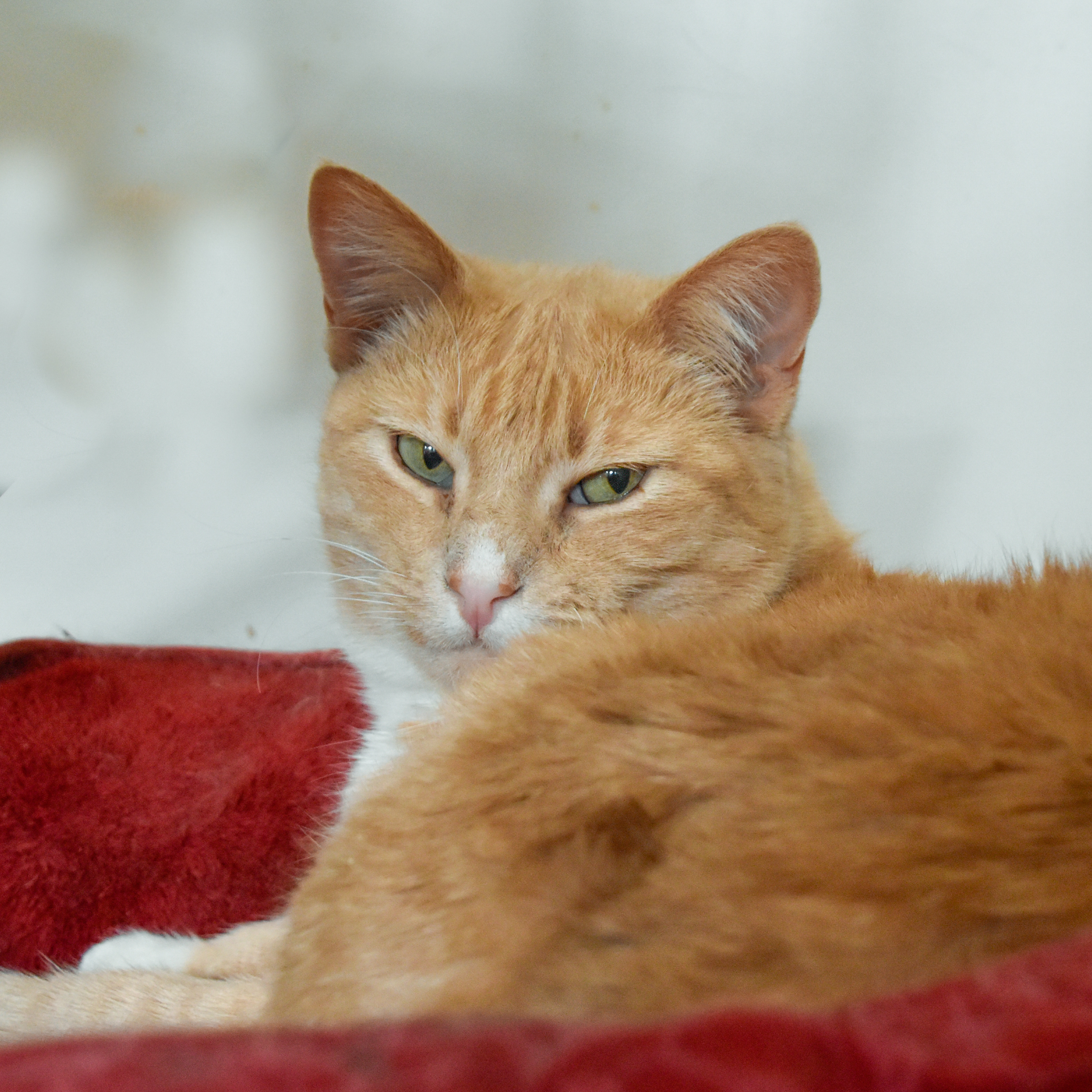 Victory, an adoptable Domestic Short Hair in Santa Fe, NM, 87501 | Photo Image 1