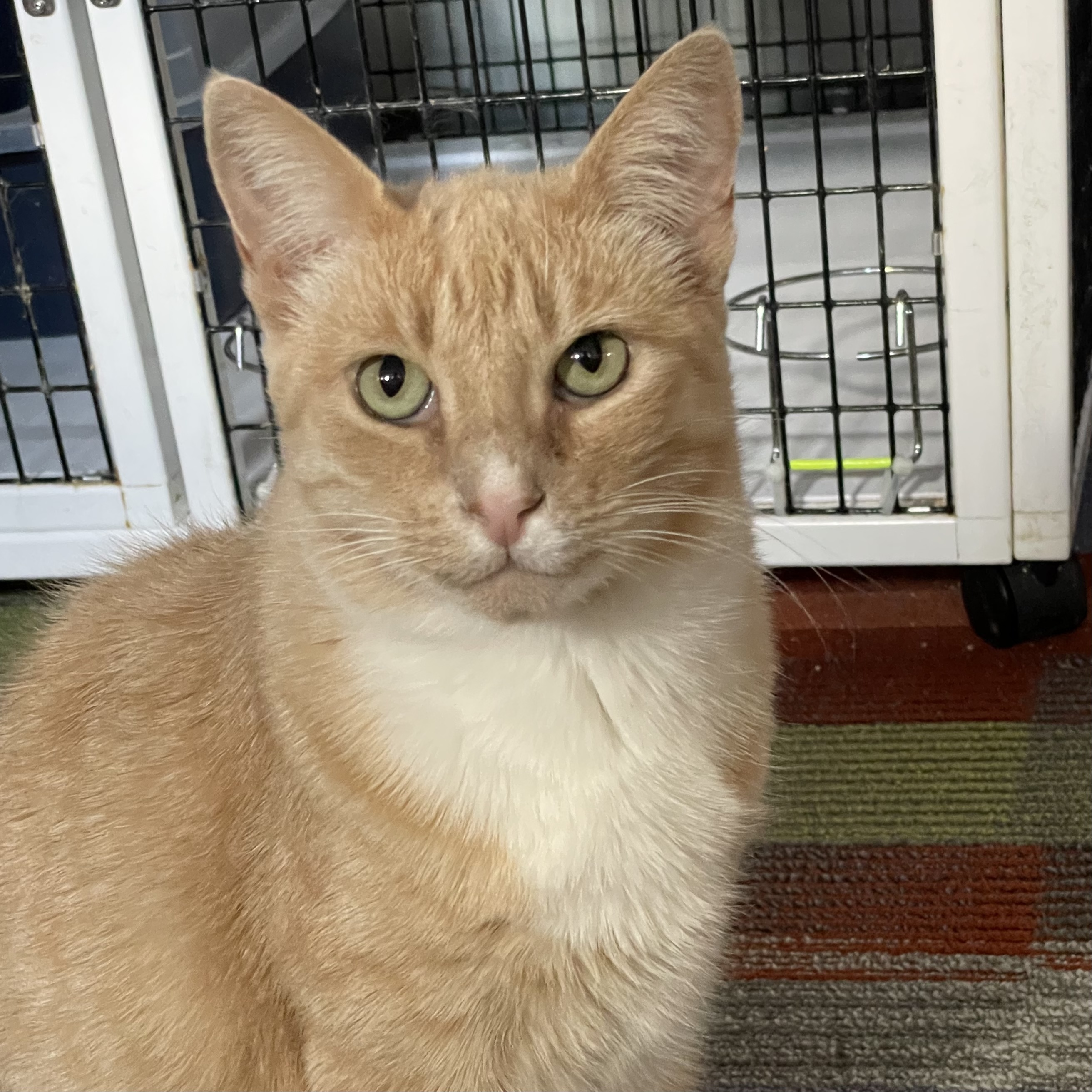 Victory, an adoptable Domestic Short Hair in Santa Fe, NM, 87501 | Photo Image 2