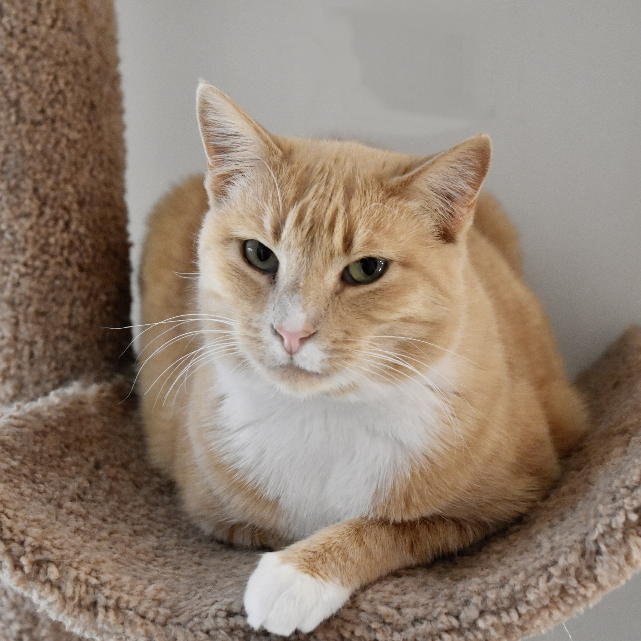 Victory, an adoptable Domestic Short Hair in Santa Fe, NM, 87501 | Photo Image 4