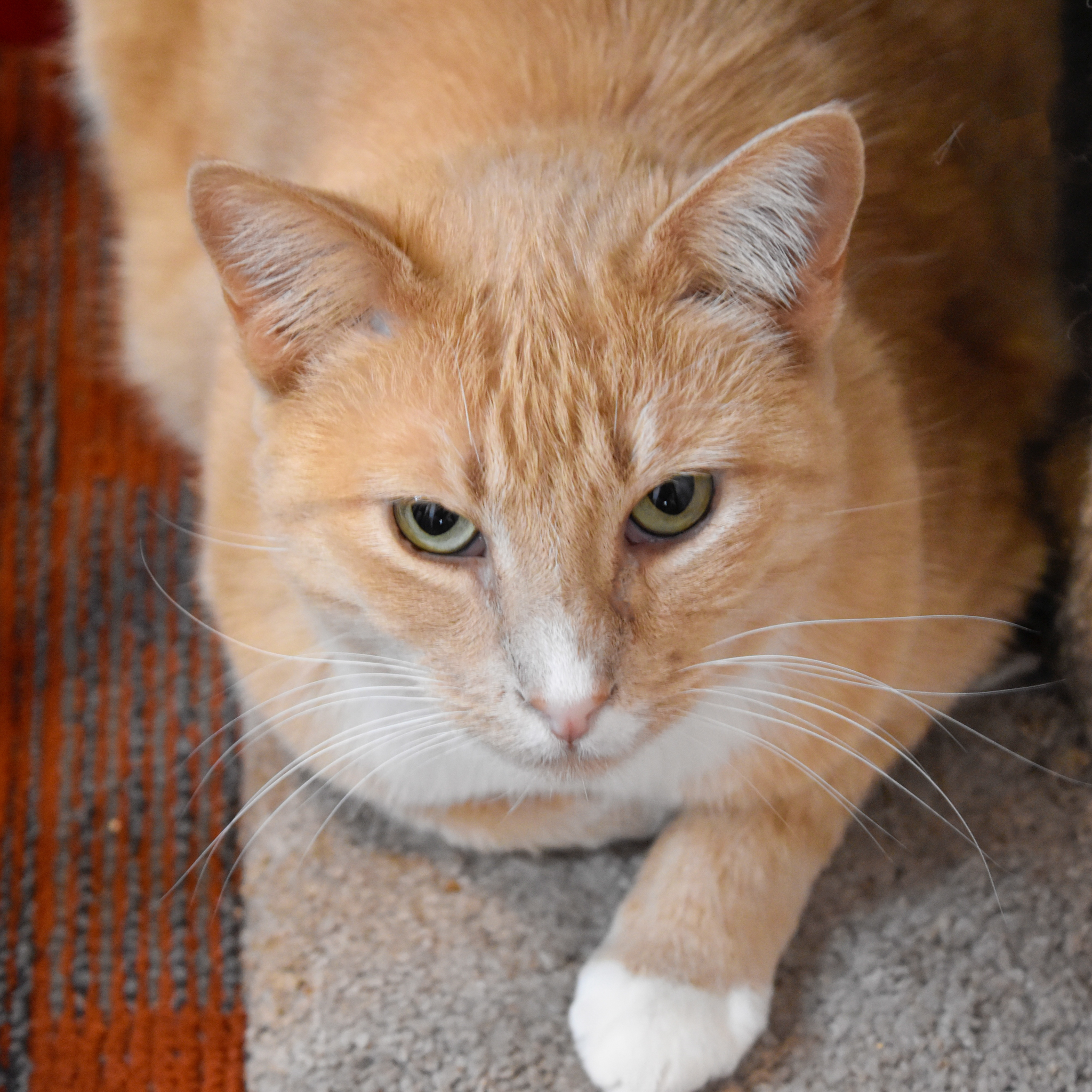 Victory (and Topper), an adoptable Domestic Short Hair in Santa Fe, NM, 87501 | Photo Image 5