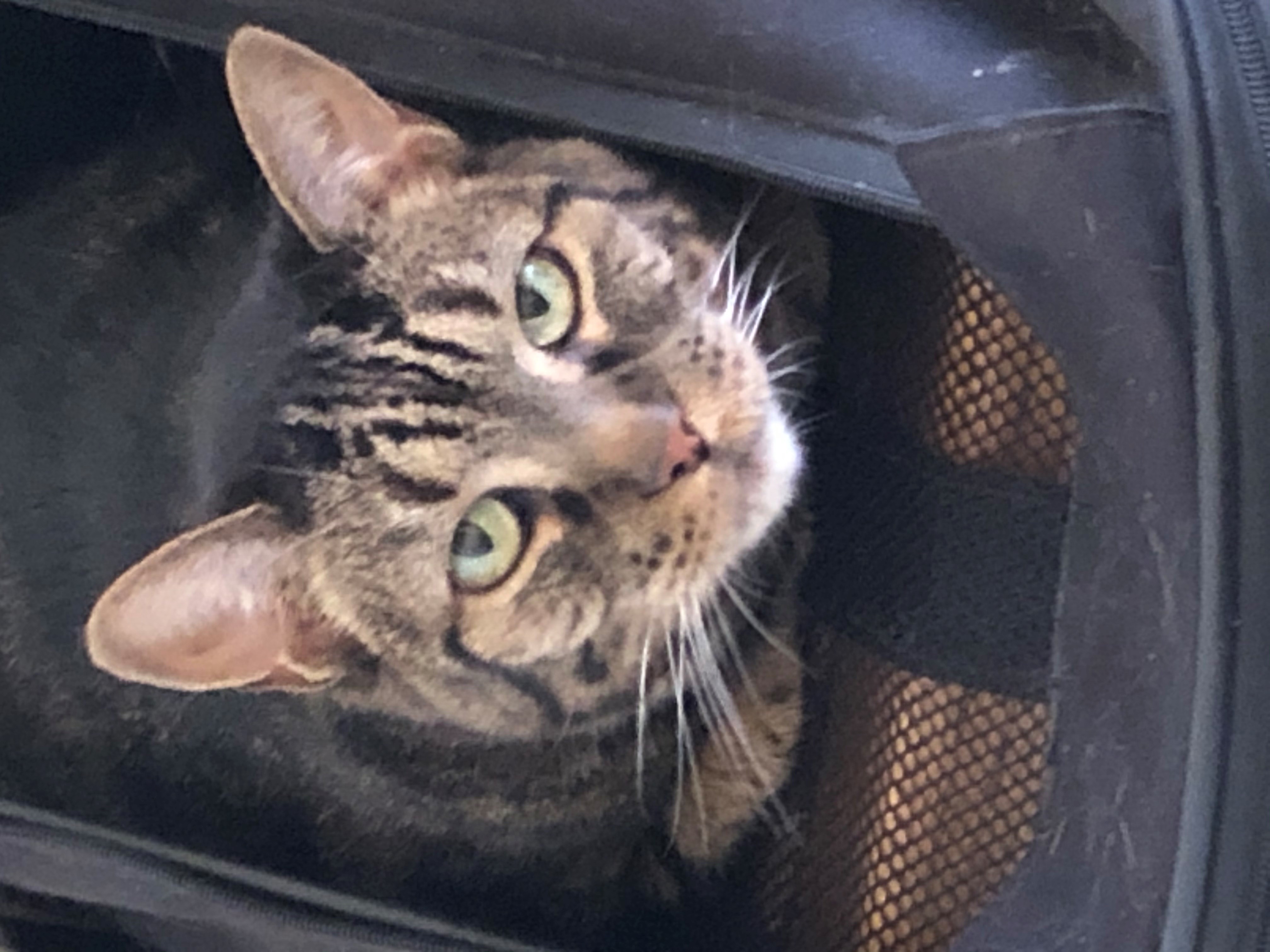 Zizu, an adoptable Domestic Short Hair in Santa Fe, NM, 87501 | Photo Image 1