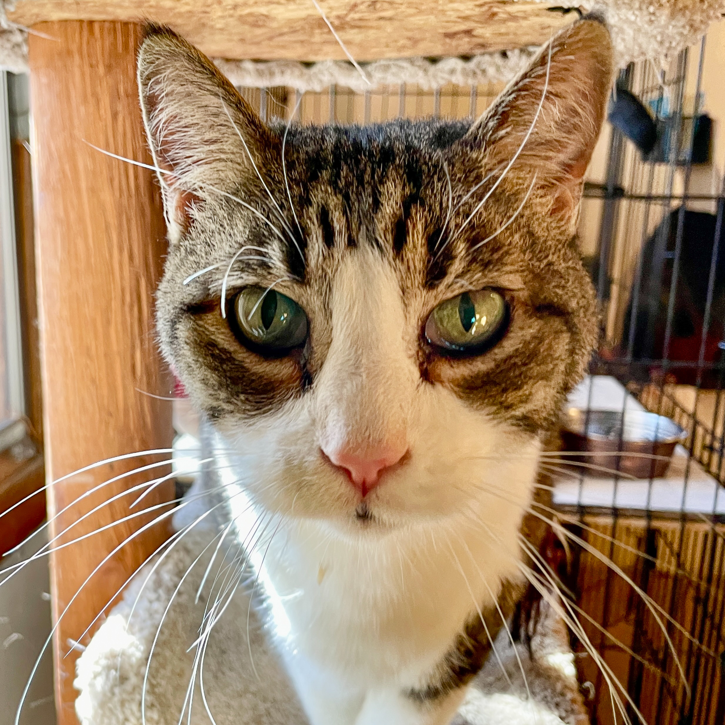 Stevie [Permanent Foster], an adoptable Domestic Short Hair in Santa Fe, NM, 87501 | Photo Image 1