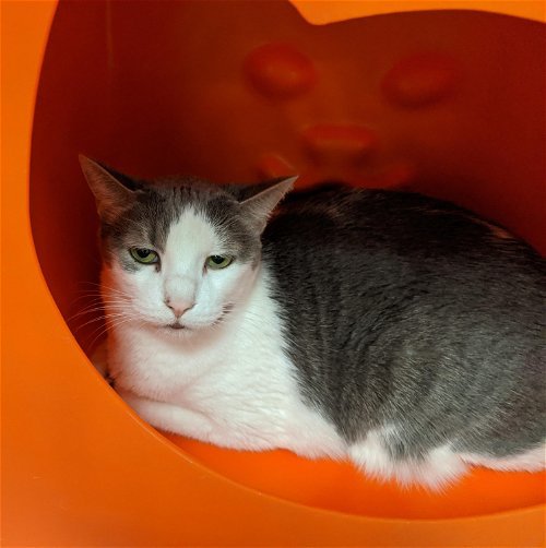 Clark, an adoptable Domestic Short Hair in Santa Fe, NM, 87501 | Photo Image 1