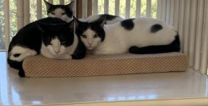 Shen [Permanent Foster], Adult Male Domestic Short Hair