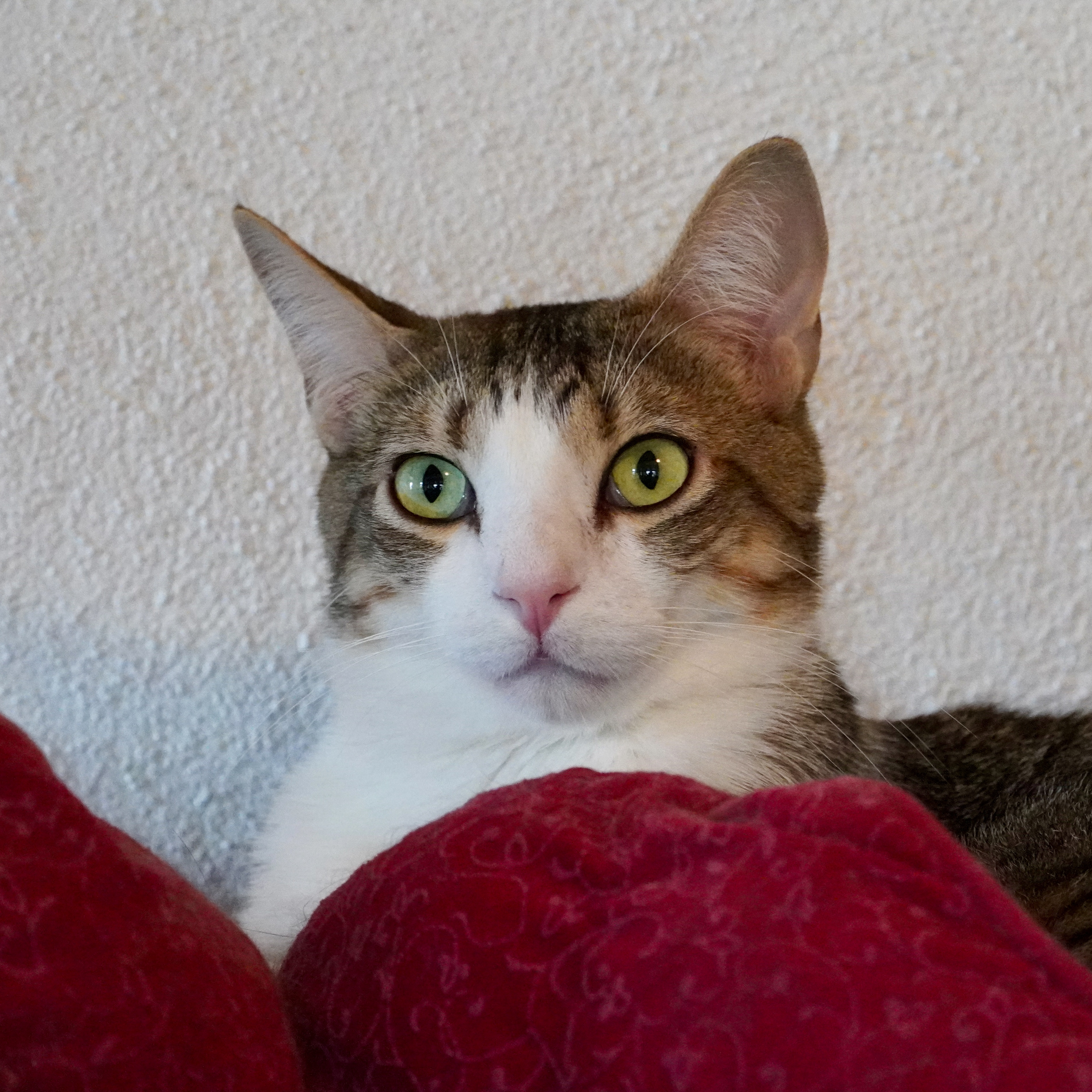 Felix, an adoptable Domestic Short Hair in Santa Fe, NM, 87501 | Photo Image 1