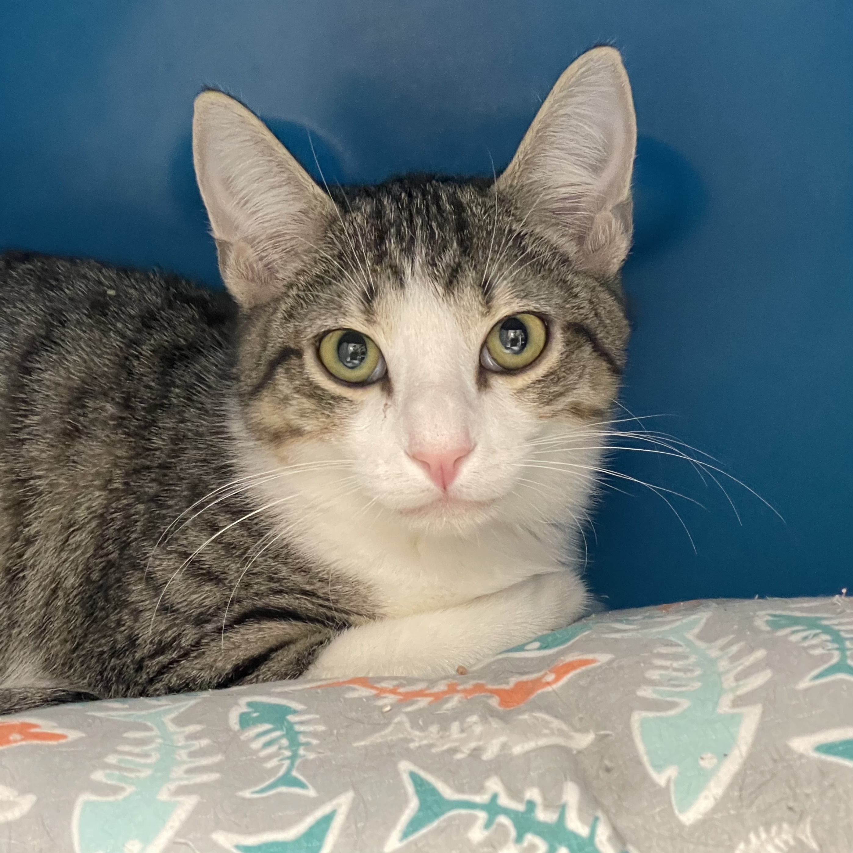 Felix, an adoptable Domestic Short Hair in Santa Fe, NM, 87501 | Photo Image 3