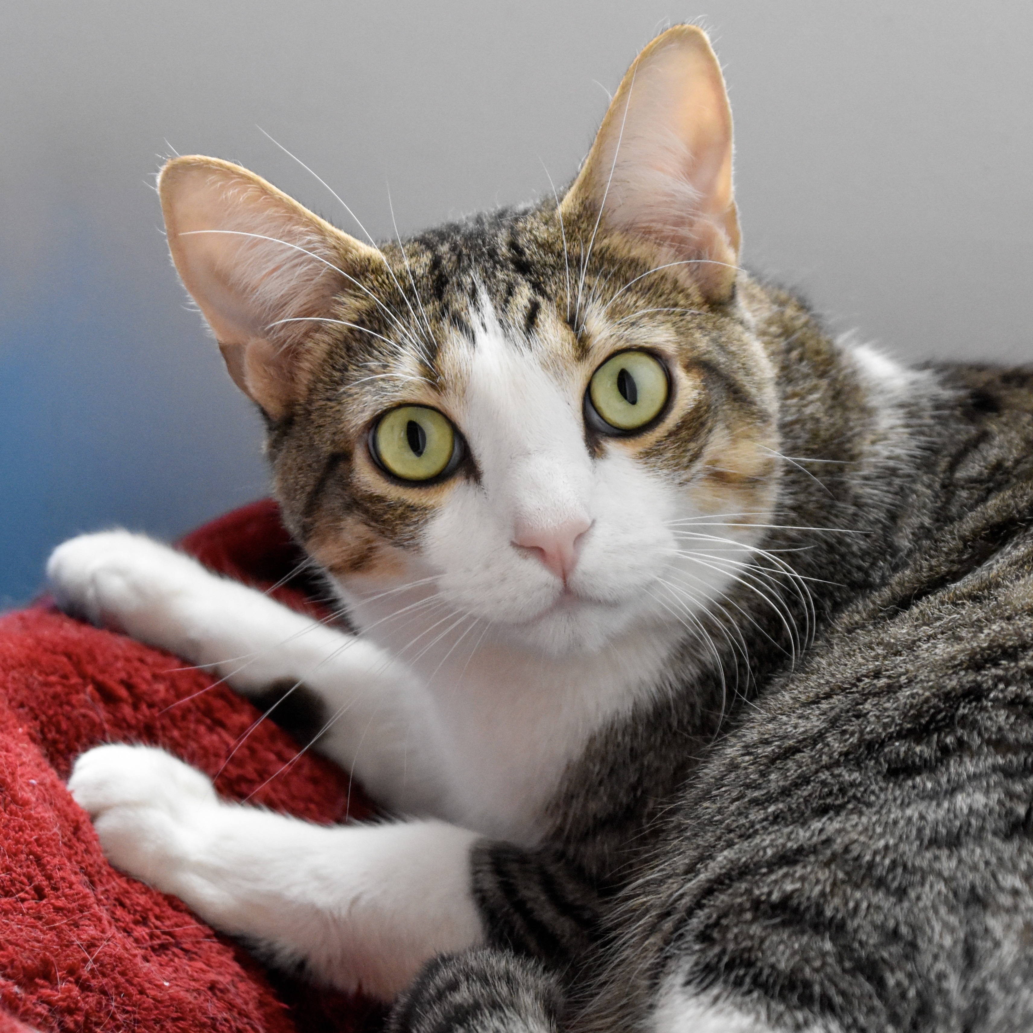 Felix, an adoptable Domestic Short Hair in Santa Fe, NM, 87501 | Photo Image 4
