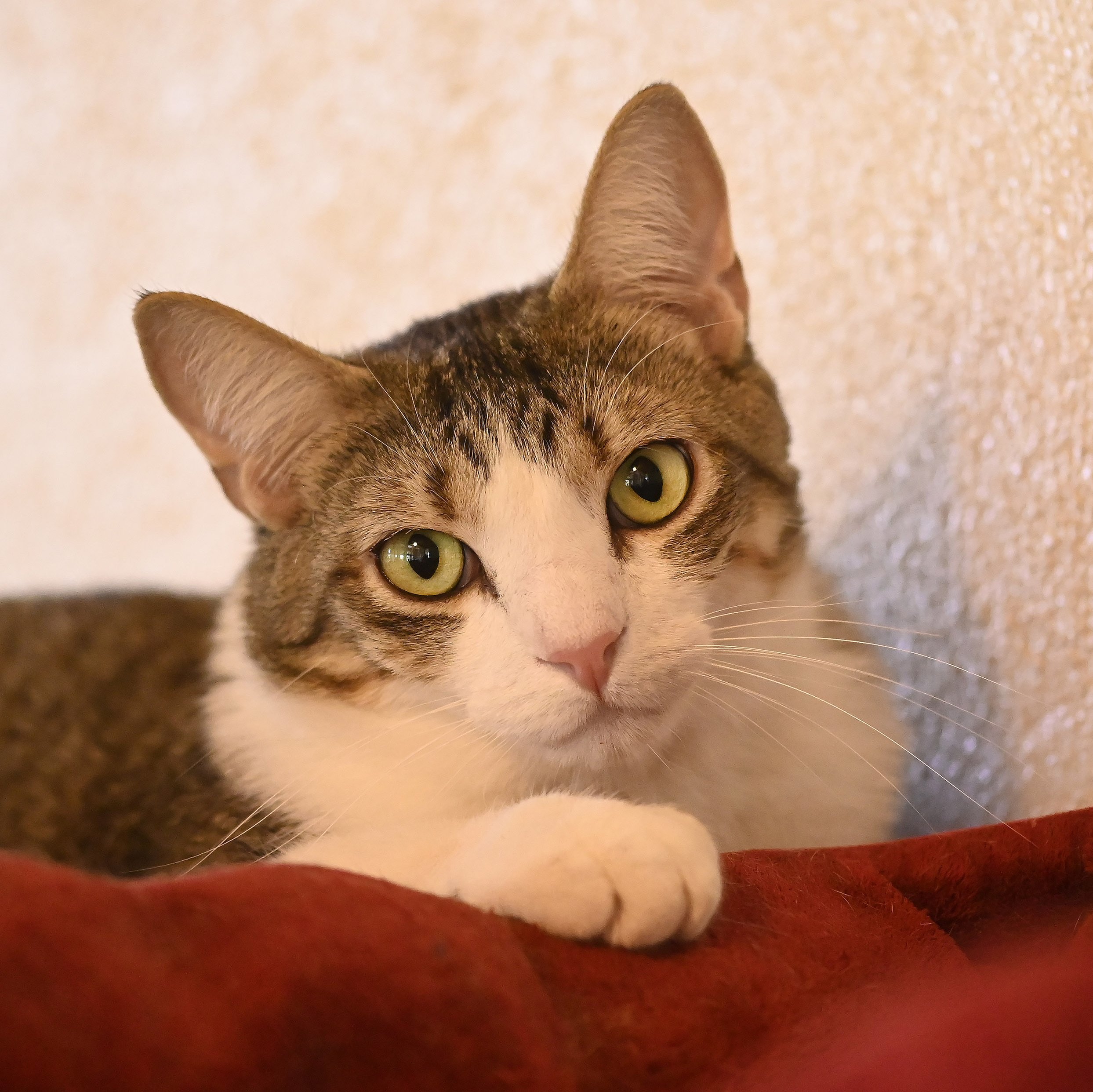 Felix, an adoptable Domestic Short Hair in Santa Fe, NM, 87501 | Photo Image 5