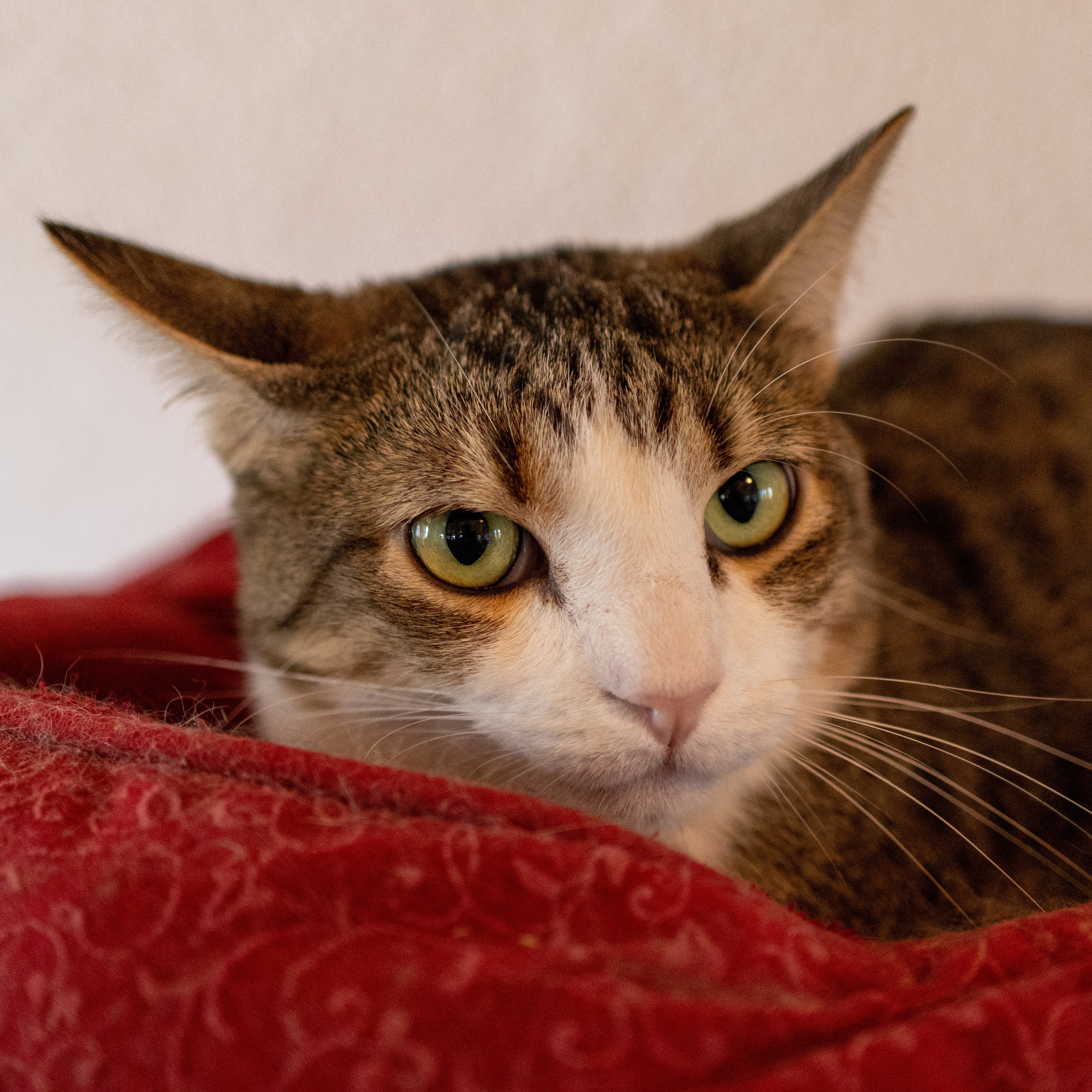 Felix, an adoptable Domestic Short Hair in Santa Fe, NM, 87501 | Photo Image 6