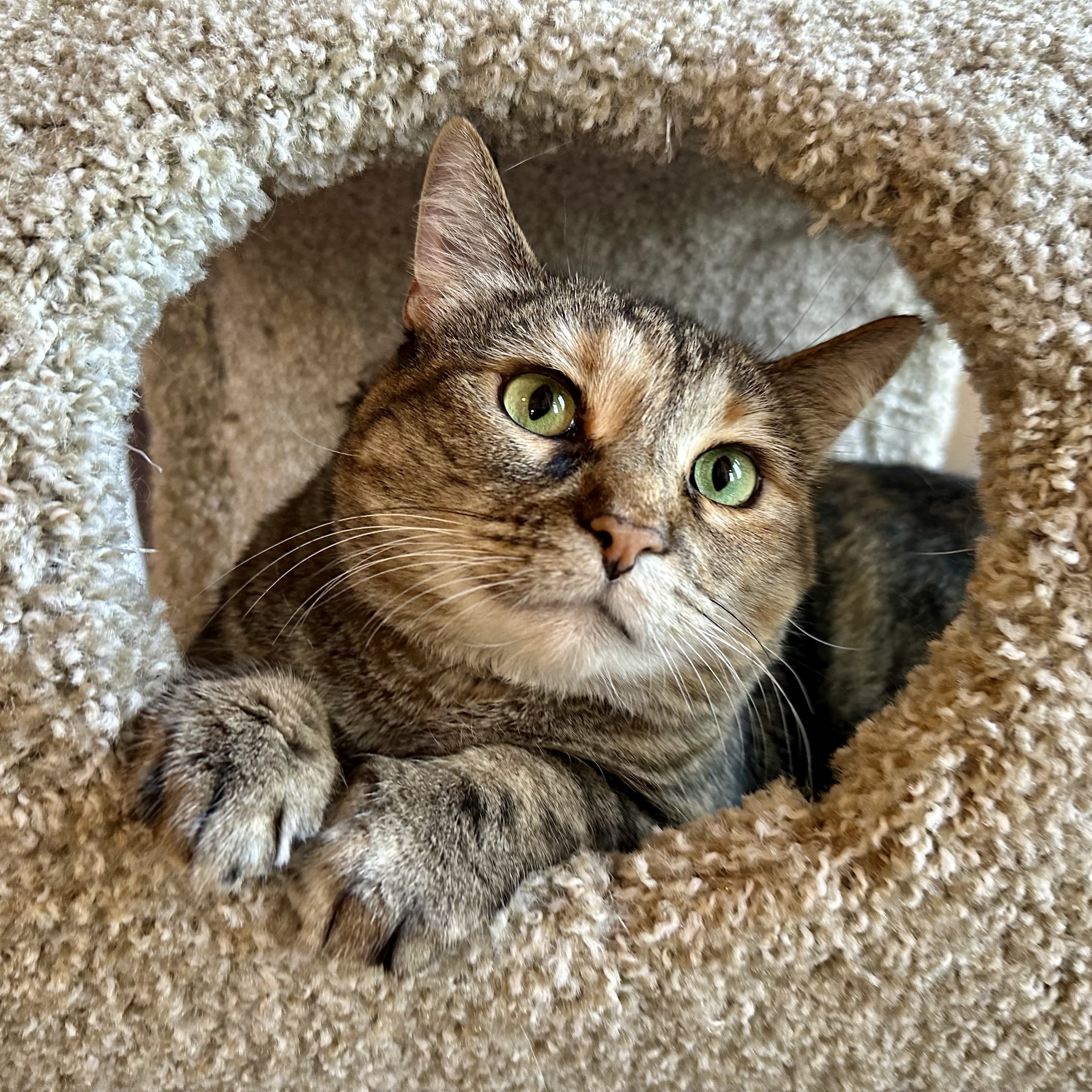 Tiger Lily, an adoptable Domestic Short Hair, Domestic Medium Hair in Santa Fe, NM, 87501 | Photo Image 2