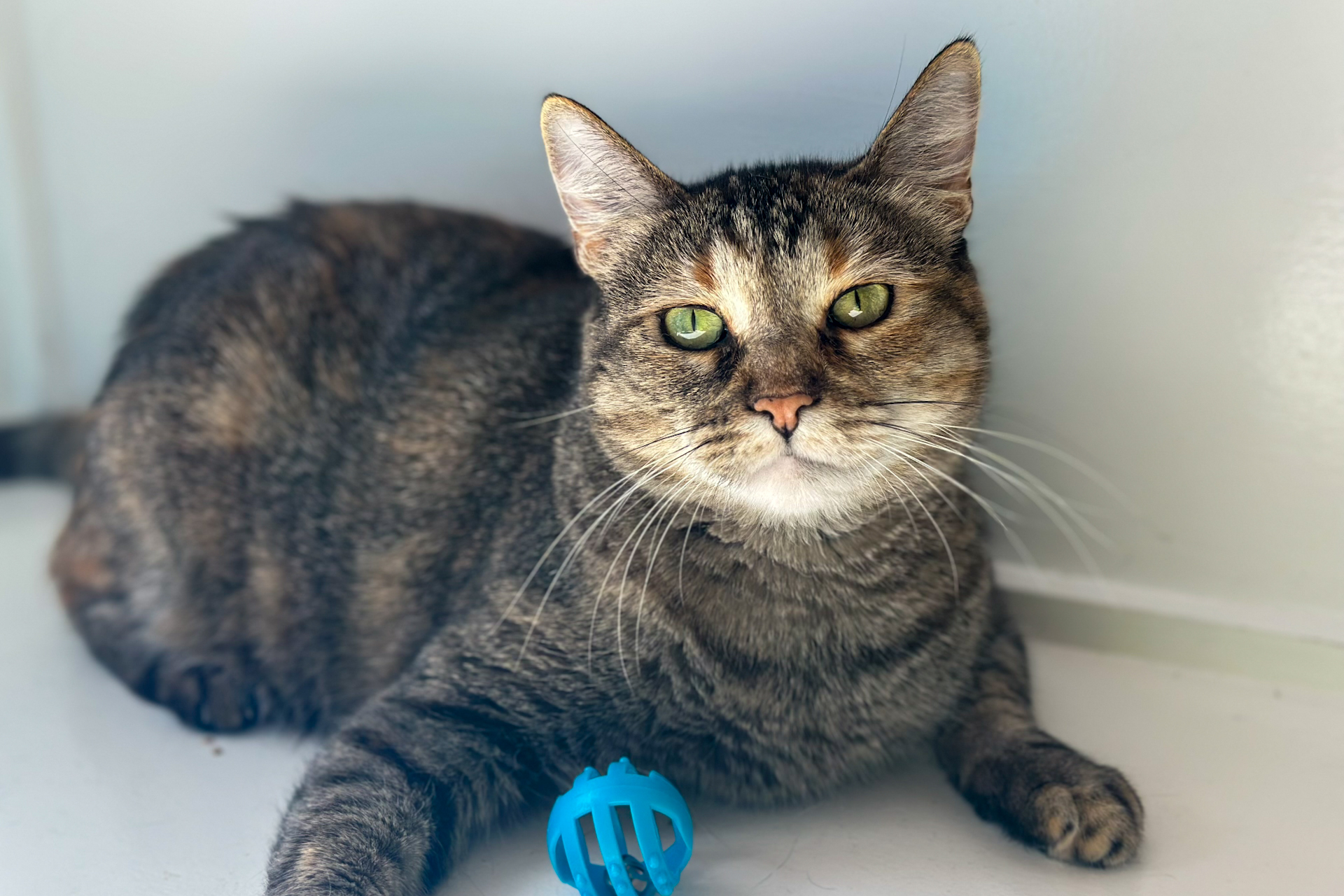 Tiger Lily, an adoptable Domestic Short Hair, Domestic Medium Hair in Santa Fe, NM, 87501 | Photo Image 1