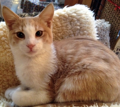 Rocio, an adoptable Domestic Short Hair in Santa Fe, NM, 87501 | Photo Image 1