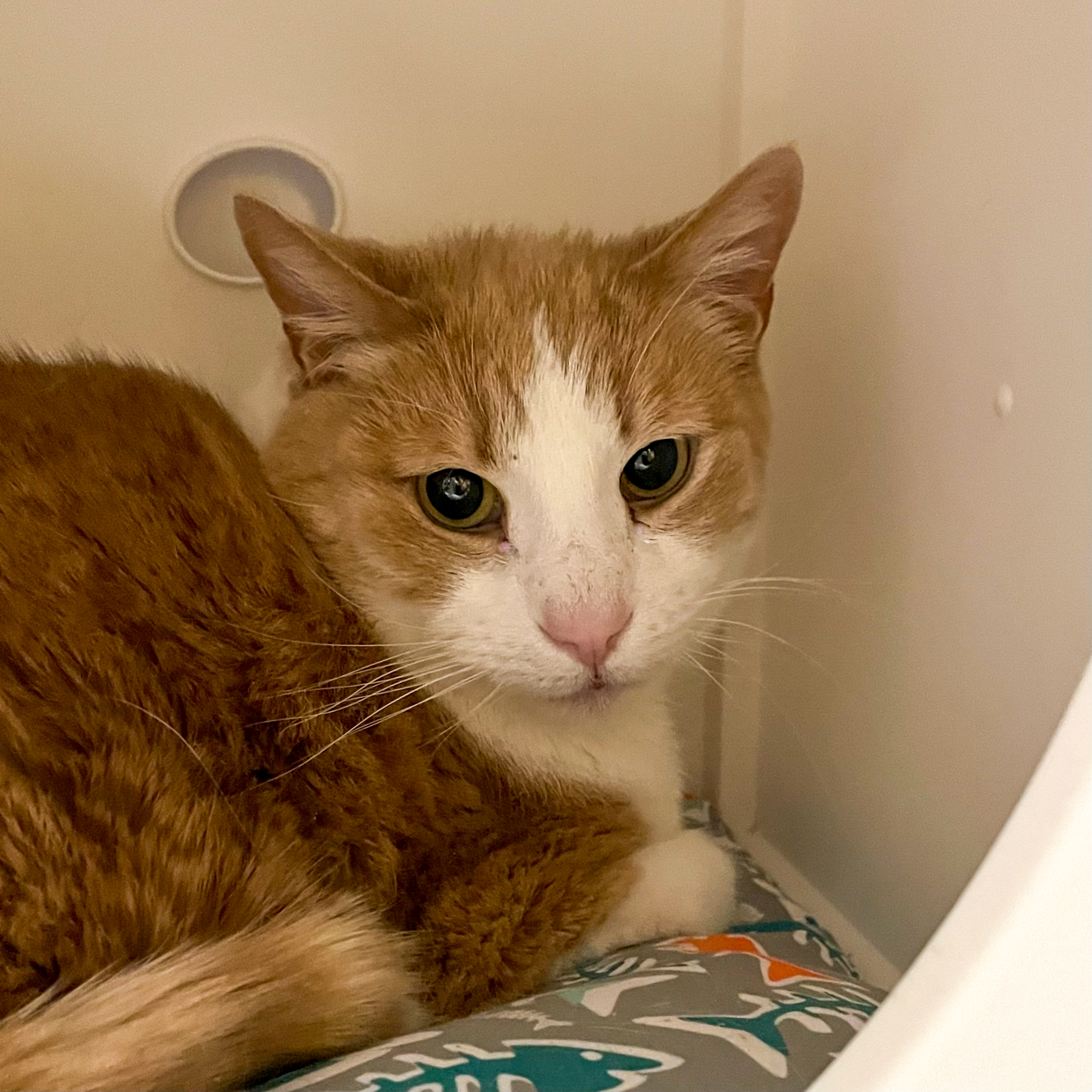 Rocio, an adoptable Domestic Short Hair in Santa Fe, NM, 87501 | Photo Image 2