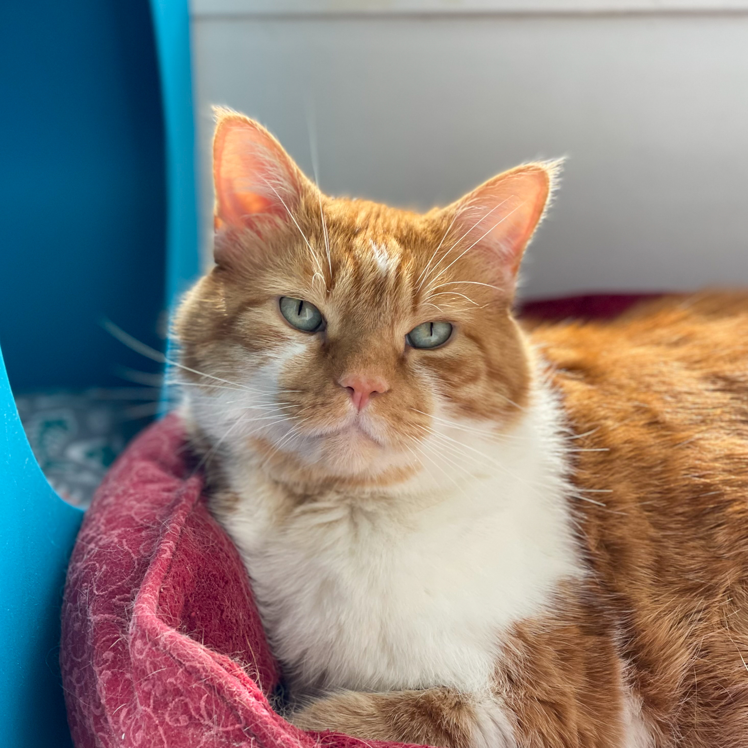 Corley, an adoptable Domestic Short Hair in Santa Fe, NM, 87501 | Photo Image 5