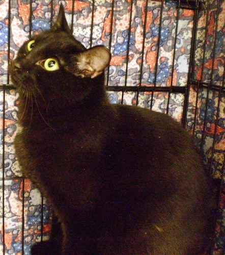 Jet Boy [Permanent Foster], an adoptable Domestic Short Hair in Santa Fe, NM, 87501 | Photo Image 1