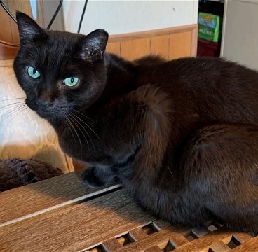 Jet Boy [Permanent Foster], an adoptable Domestic Short Hair in Santa Fe, NM, 87501 | Photo Image 2