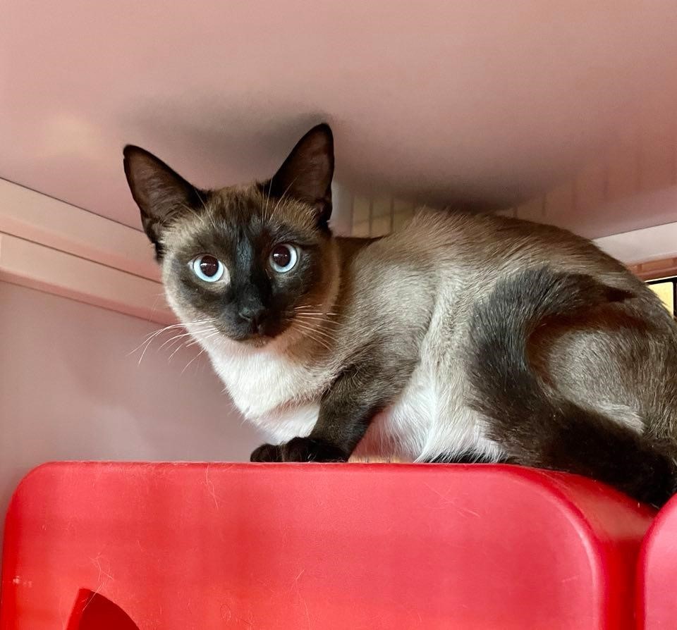 Santa Rosa (and Roseann), an adoptable Oriental Short Hair, Domestic Short Hair in Santa Fe, NM, 87501 | Photo Image 1