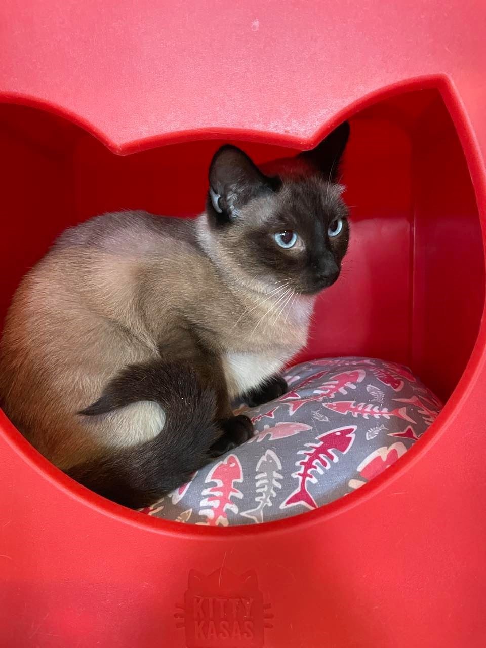 Santa Rosa (and Roseann), an adoptable Oriental Short Hair, Domestic Short Hair in Santa Fe, NM, 87501 | Photo Image 2
