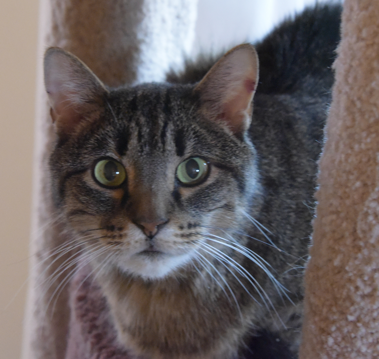 Juniper, an adoptable Domestic Short Hair in Santa Fe, NM, 87501 | Photo Image 1