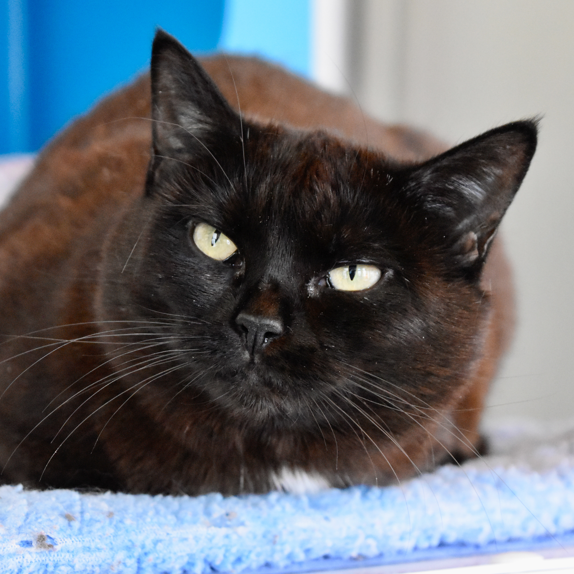 Taylor, an adoptable Domestic Short Hair in Santa Fe, NM, 87501 | Photo Image 1