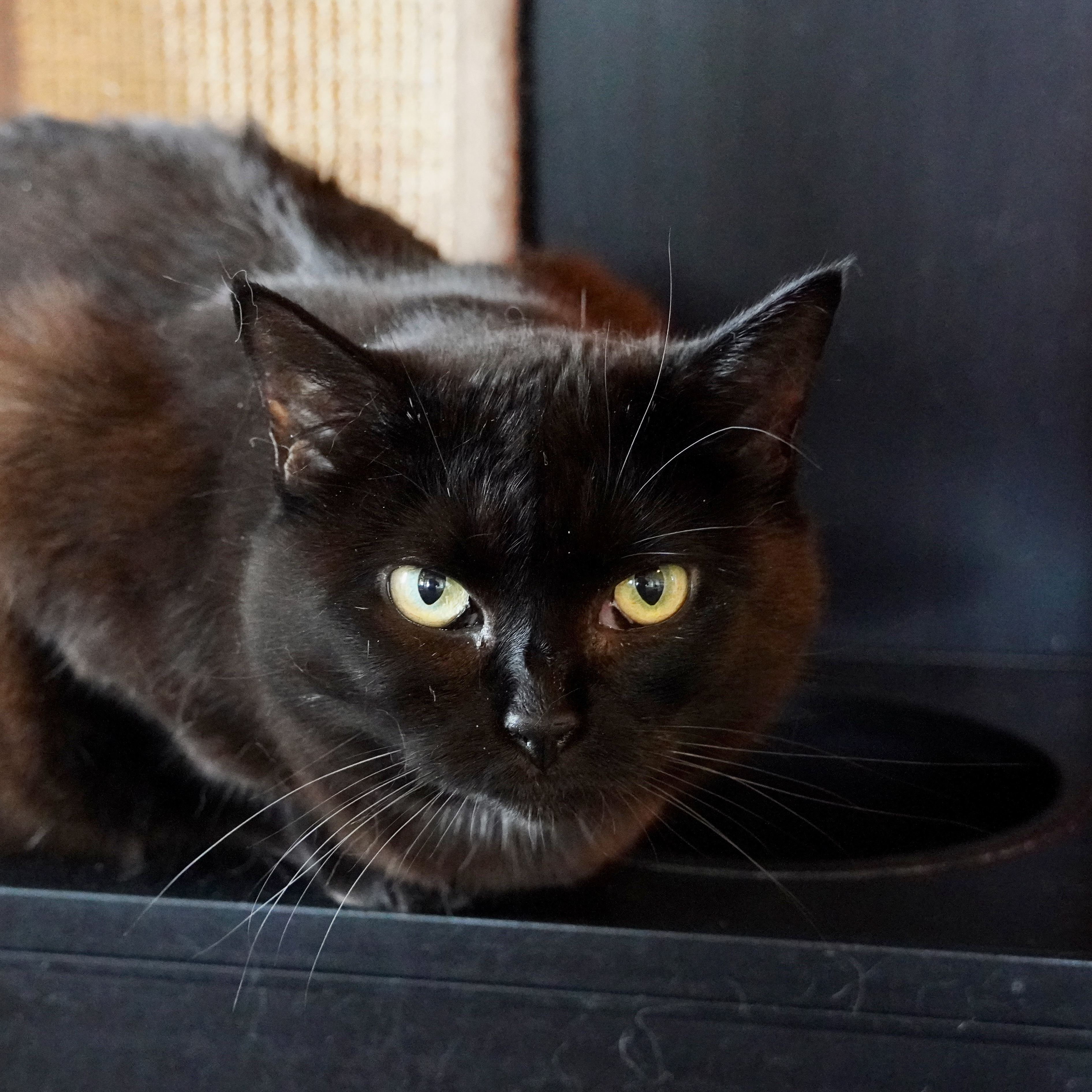 Taylor, an adoptable Domestic Short Hair in Santa Fe, NM, 87501 | Photo Image 3