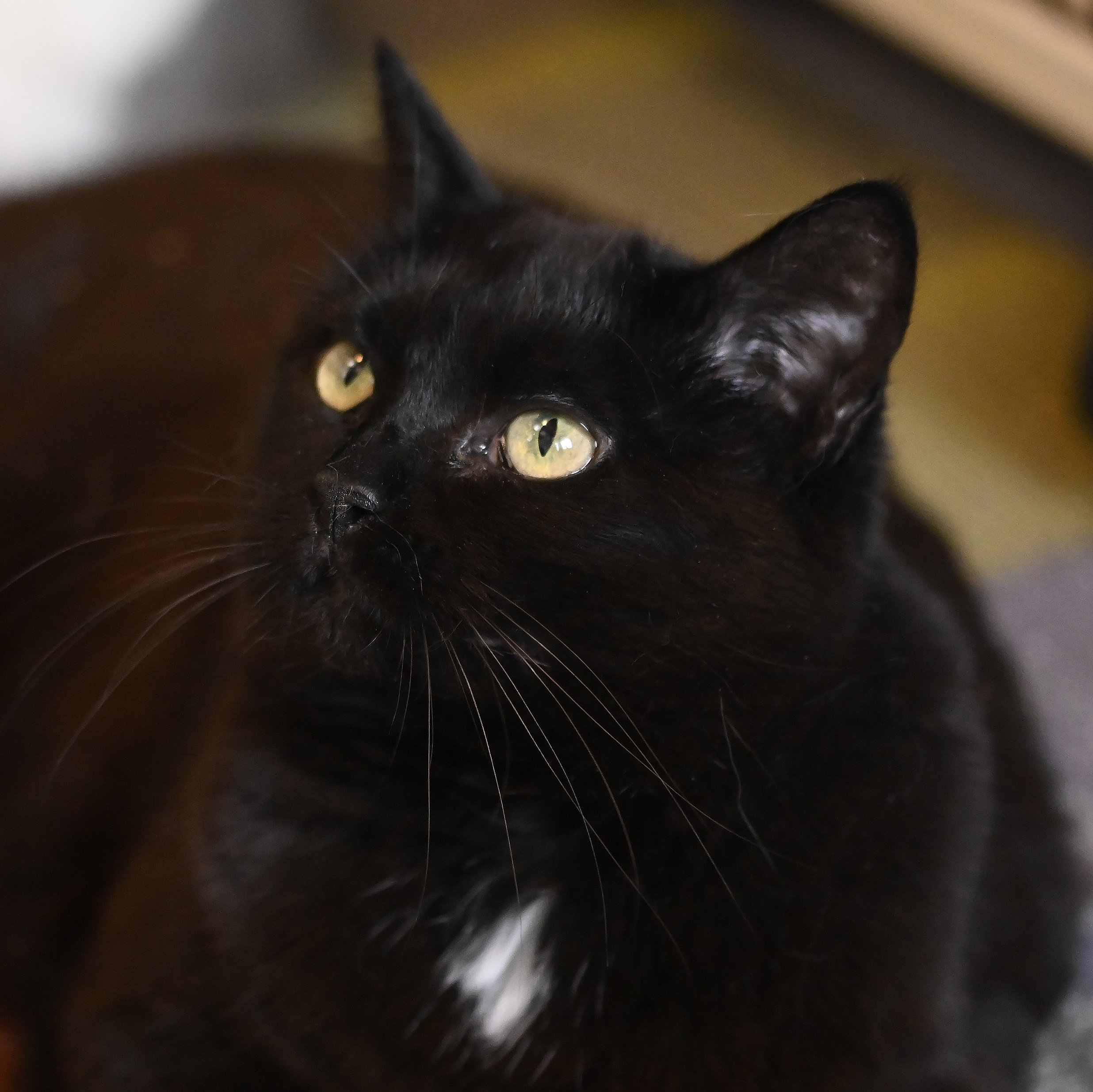 Taylor, an adoptable Domestic Short Hair in Santa Fe, NM, 87501 | Photo Image 4